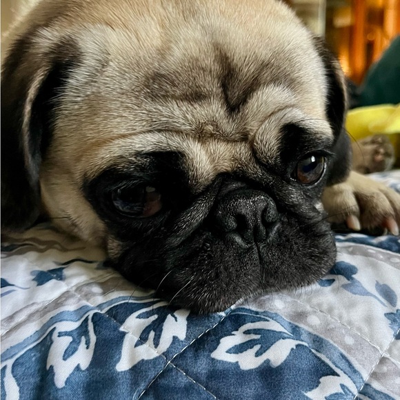 Meet your Posher, Elizabeth - Picture 2 of 2